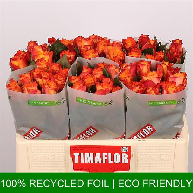 Rose Mariyo TIMA