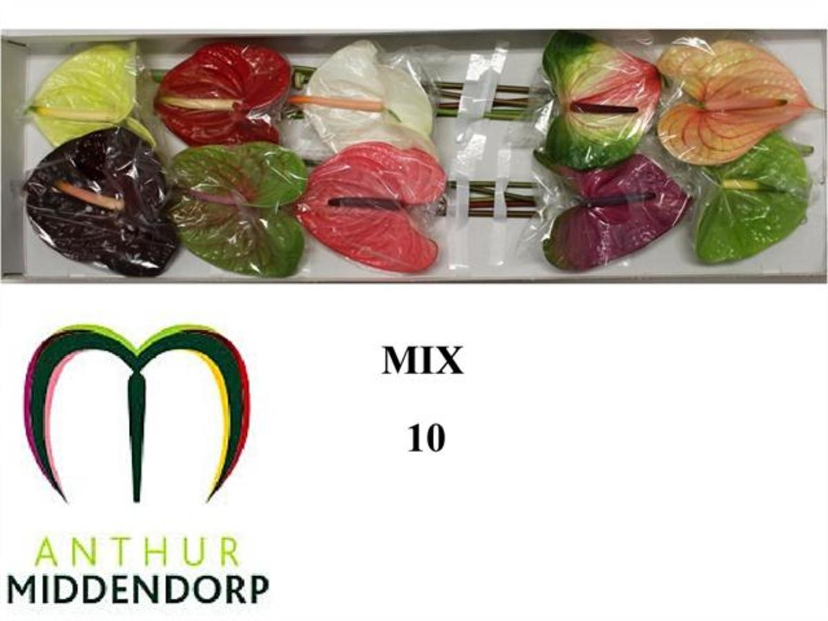 Anthurium .Mix in Box