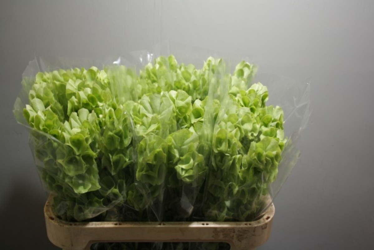 Moluccella Green
