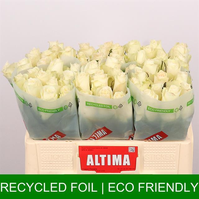 Rose Albatros TIMA