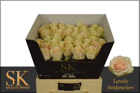 Rose Lovely Avalanche