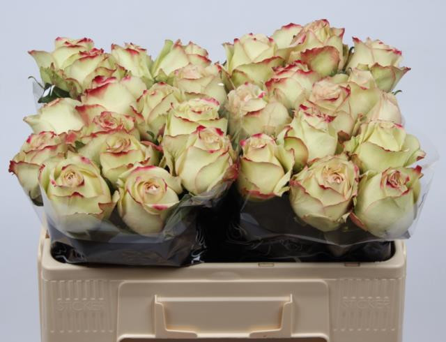 Rose Hypnose