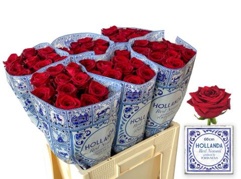 Rose Red Naomi Hollanda