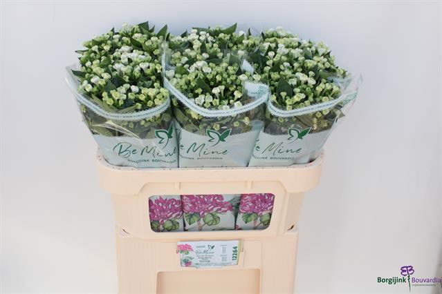 Bouvardia En White Verde