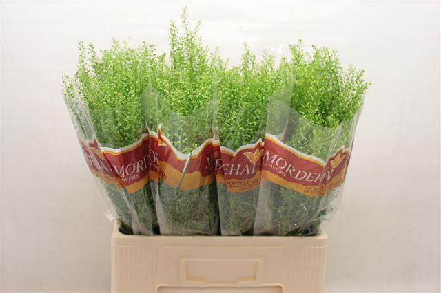 Thlaspi Green Bell