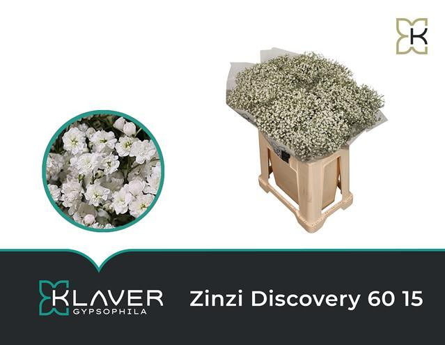 Gyp Discovery