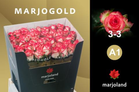 Rose Jumilia Marjo