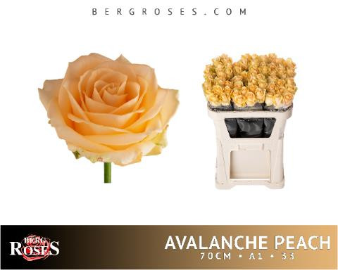Rose Avalanche Peach