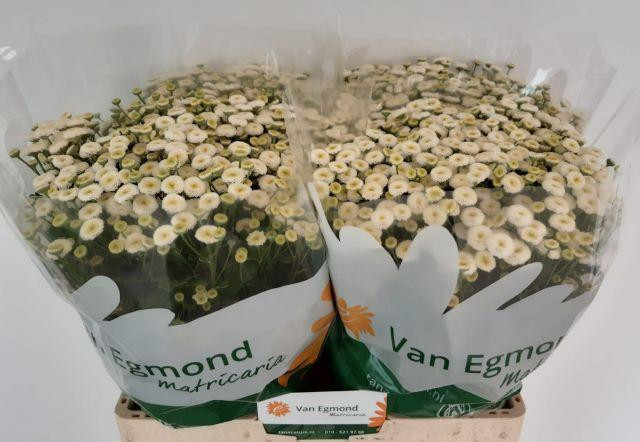 Tanacetum Rio