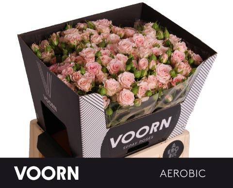 Roses Spray Aerobic
