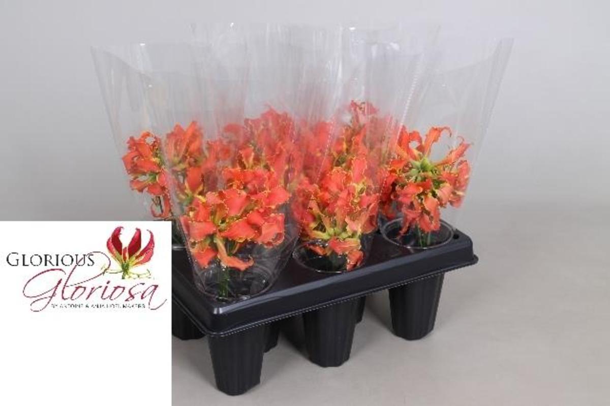 Gloriosa Short Orange