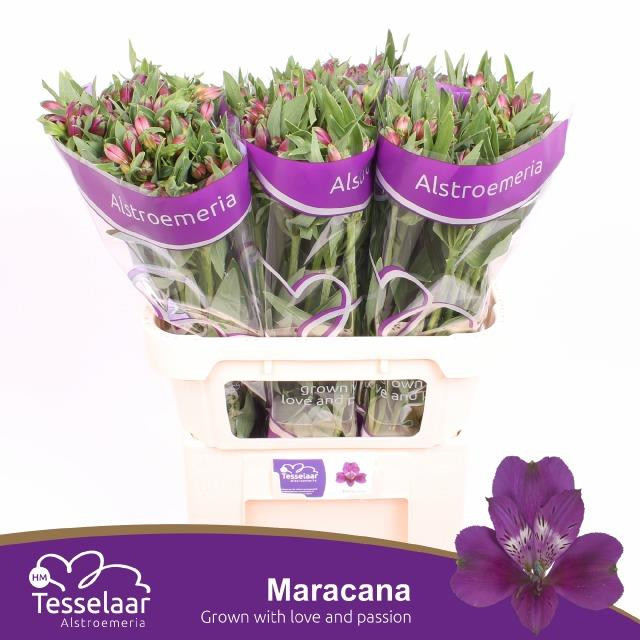 Alstroemeria Maracana