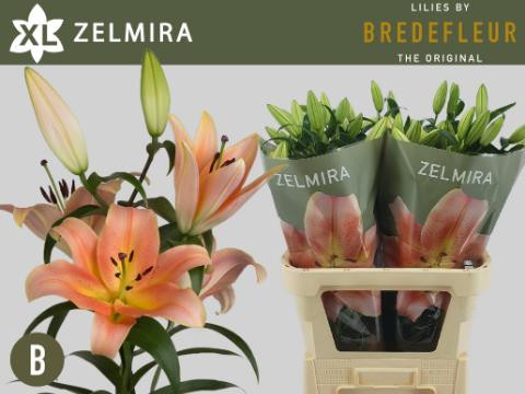 Li or Zelmira