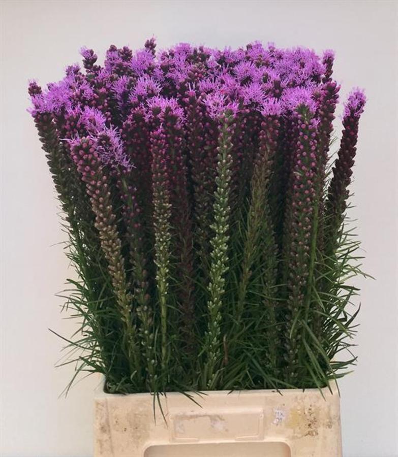 Liatris Spicata