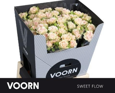 Roses Spray Sweet Flow