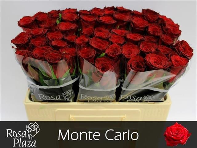 Rose Monte Carlo