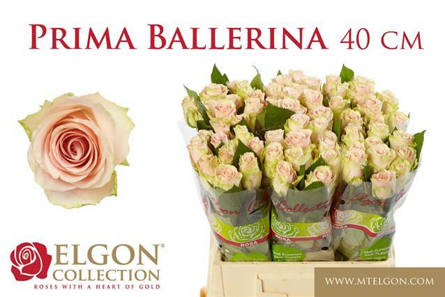 Rose Primaballerina
