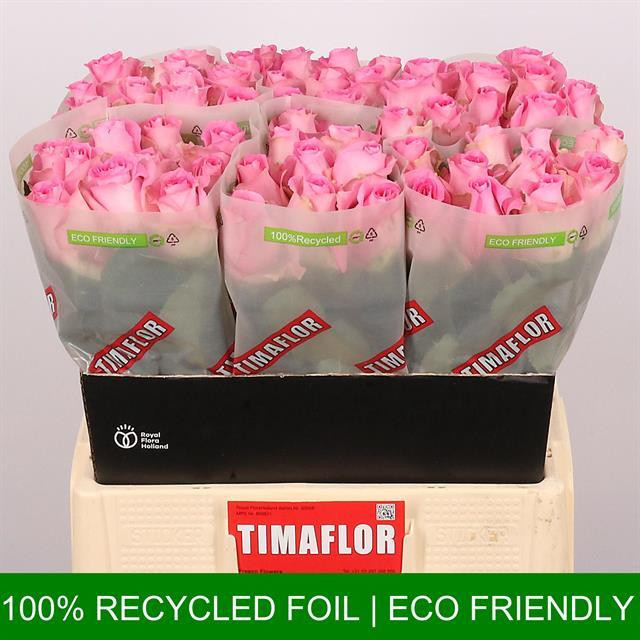 Rose Revival TIMA