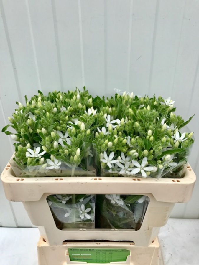 Oxypetalum White Harm