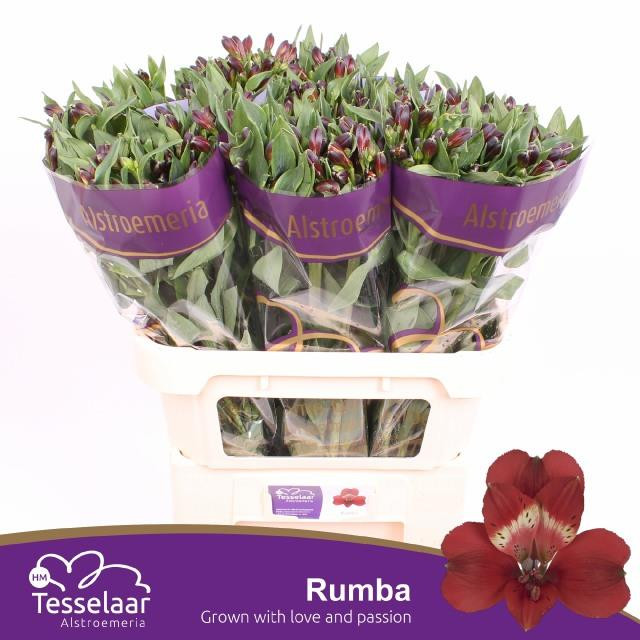 Alstroemeria Rumba