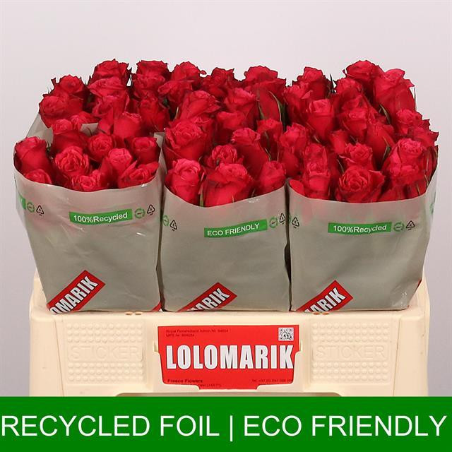 Rose Cherry O ! TIMA
