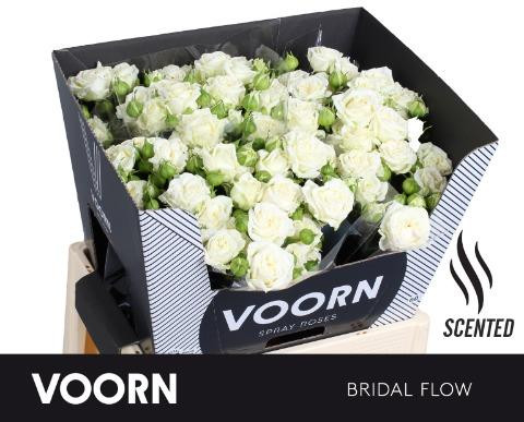 Roses Spray Bridal Flow