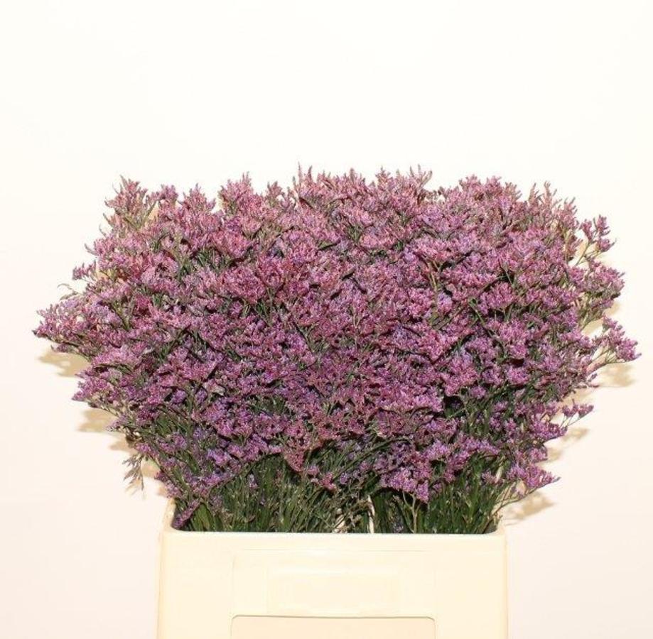 Lim. Piuma blue