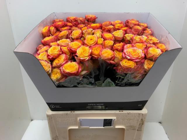 Roses Spray Tahiti