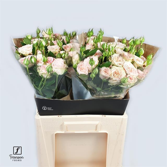 Roses Spray Morning Star Fransen
