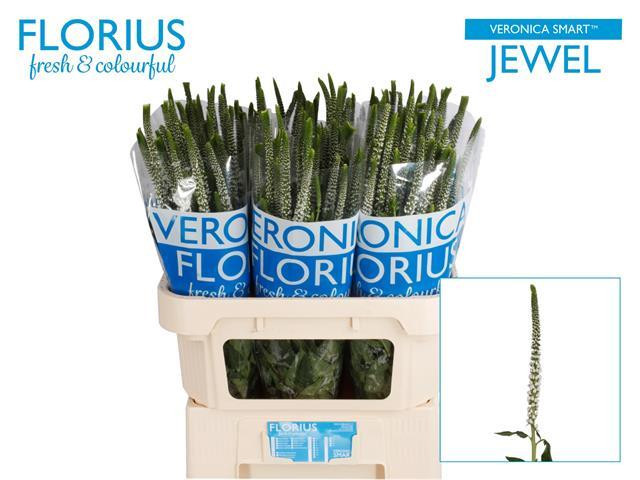 Veronica Smart Jewel