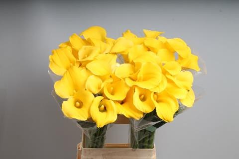 Calla Goldcup