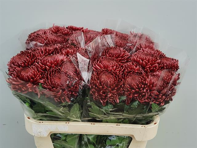 Chr g Bigoudi Red