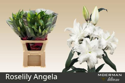 Li or Roselily Angela