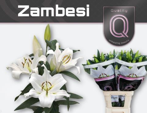 Li or Zambesi
