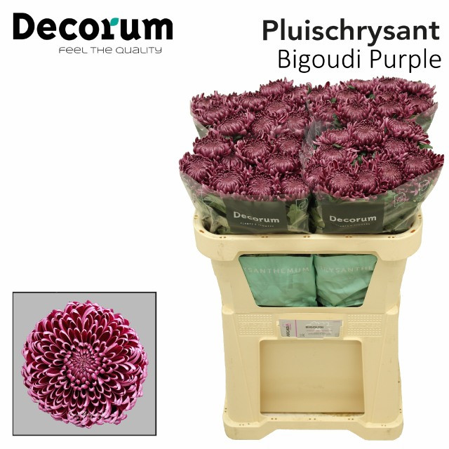 Chr g Bigoudi Purple