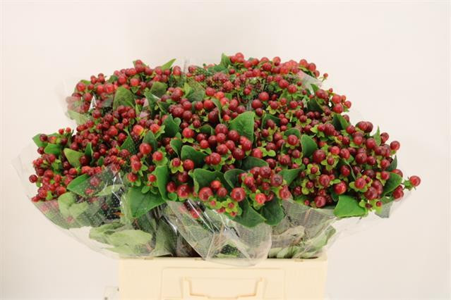 Hypericum .Brown