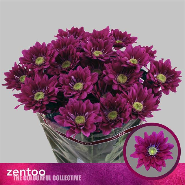 Chr t Serenity Purple