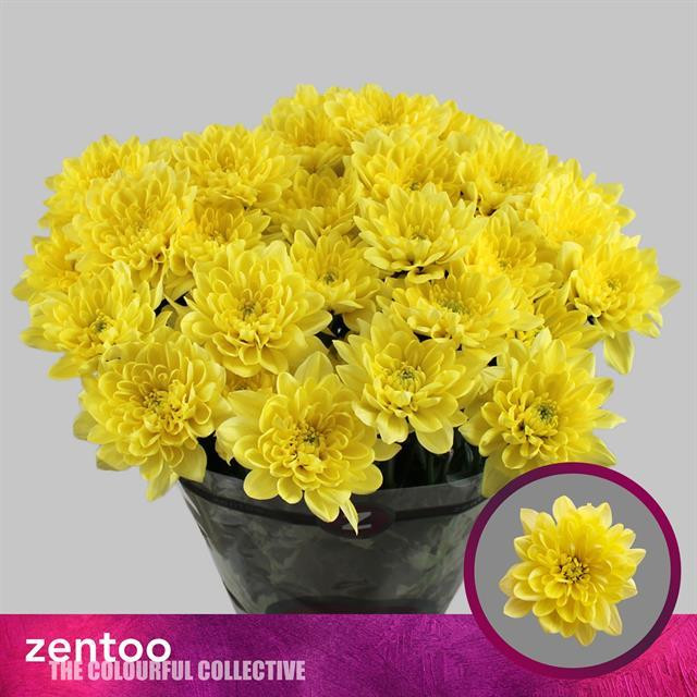 Chr t Altaj Yellow