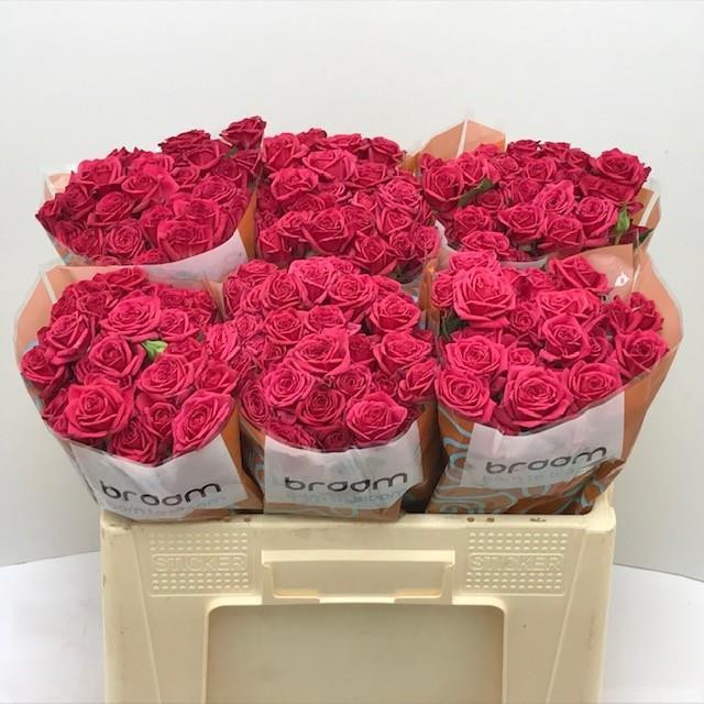 Roses Spray Quincy