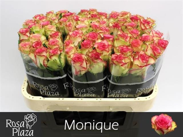 Rose Monique(aq)