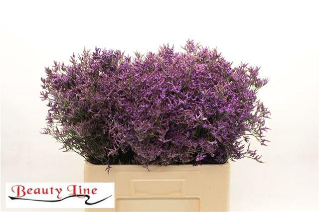 Lim. Safora Dark Blue