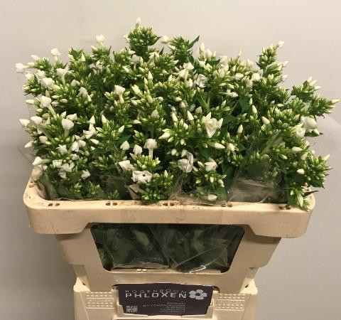 Phlox Snowy