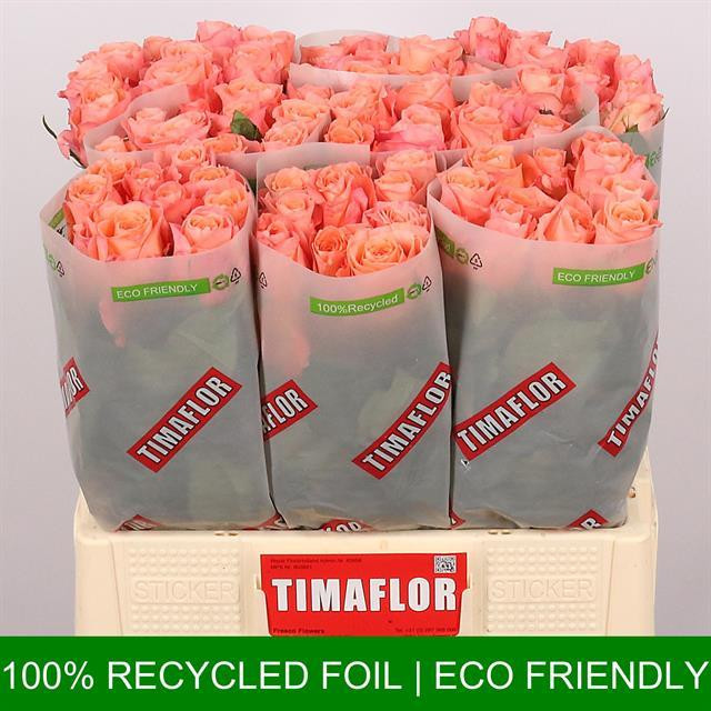 Rose Miss Piggy TIMA