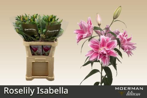 Li or Roselily Isabella
