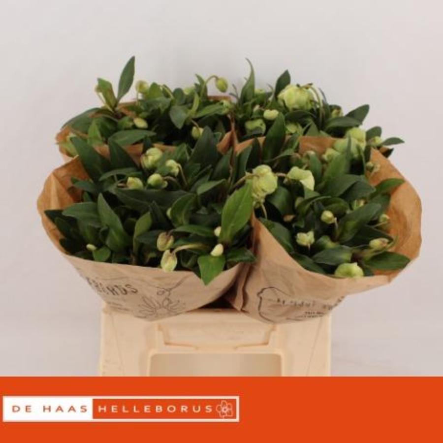 Helleborus Magnif Bells