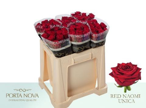 Rose Red Naomi Port Uni.