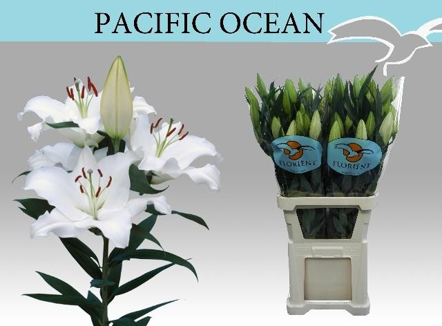 Li or Pacific Ocean
