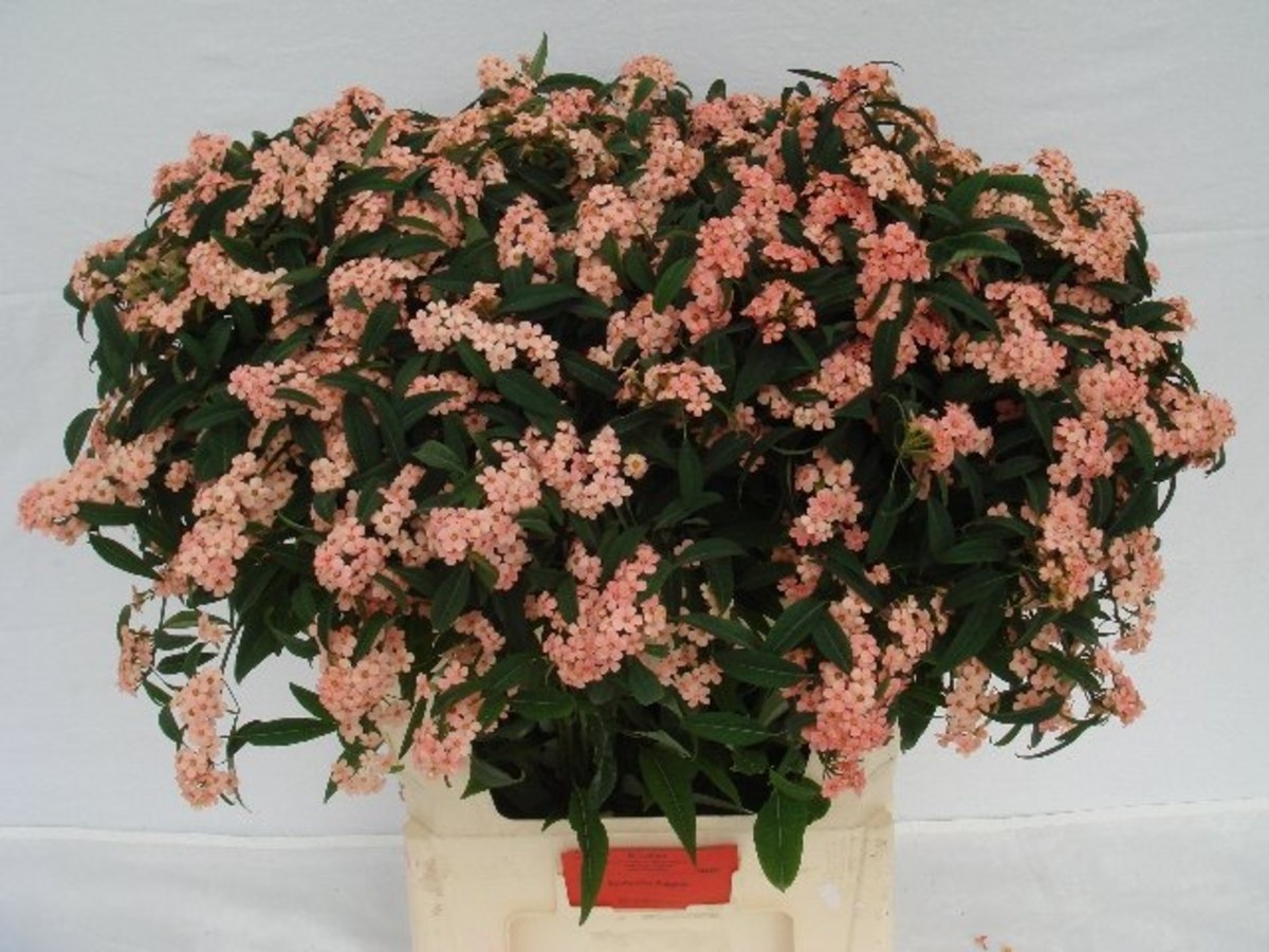 Euph spray Pink Baron