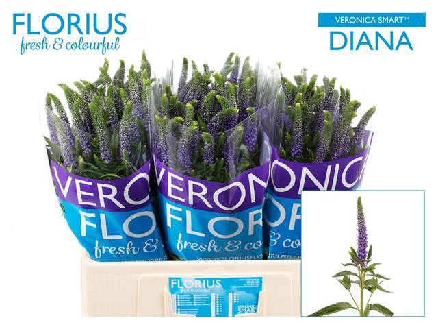 Veronica Clea Diana Blue
