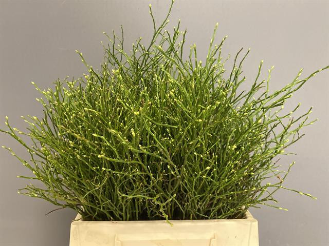 Vaccinium Huckleberry PB